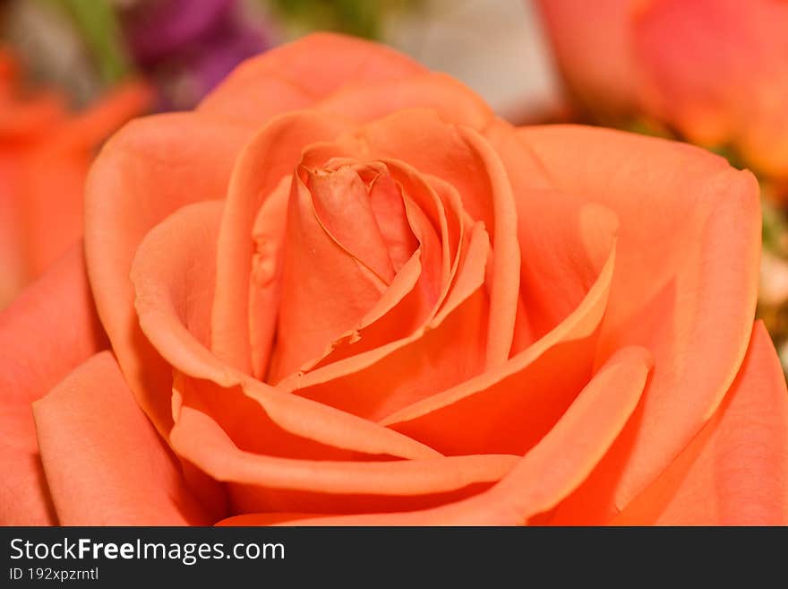 Close up of a rose