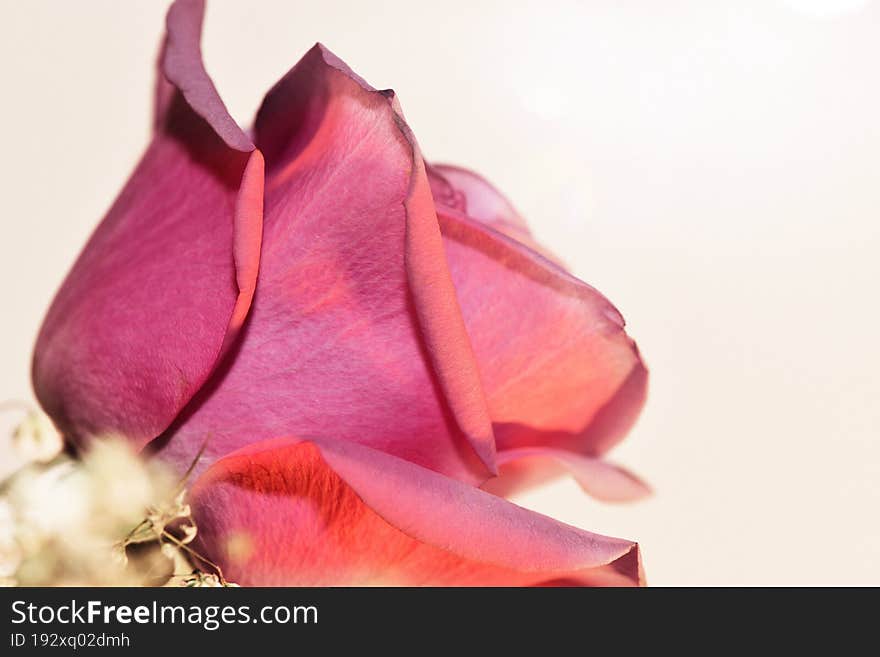 Close up of a rose