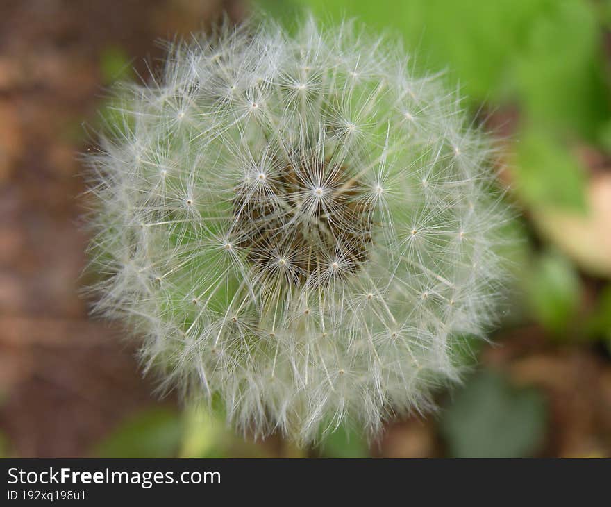 Close up of a dandelion