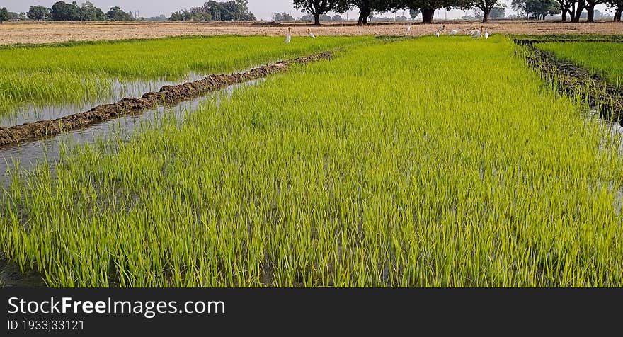 Nursery of rice paddy crops field