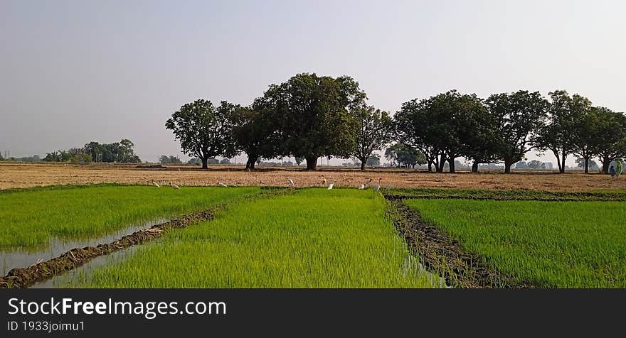 Nursery of rice paddy and mango tree