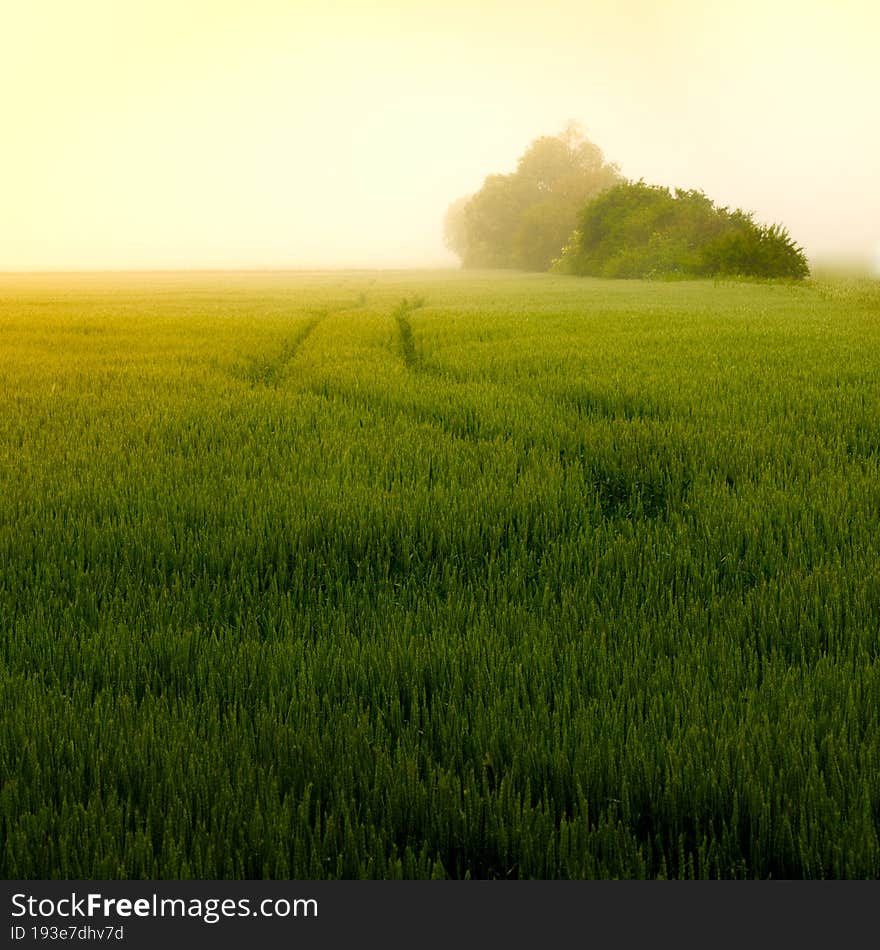 Green grain field in the fog