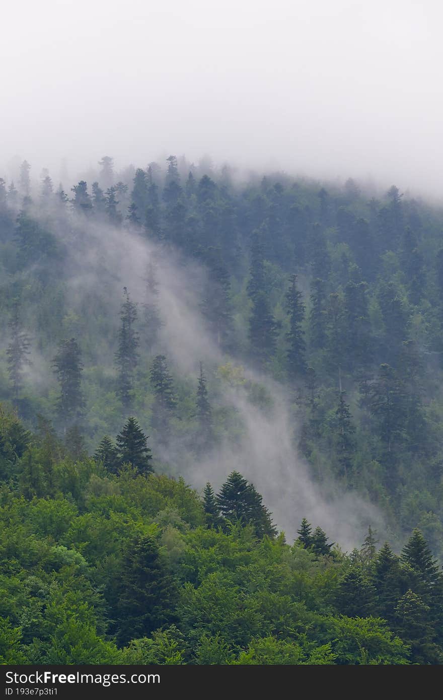 Fog On A Wooded Slope