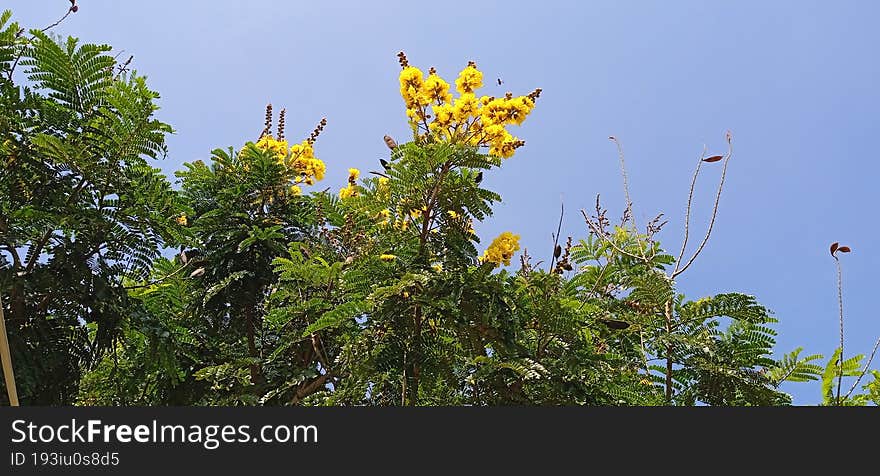 Peltophorum pterocarpum yellow flametree  snap