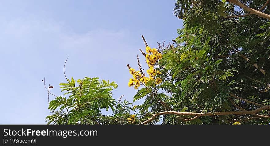 copperpod yellow flametree stock photo