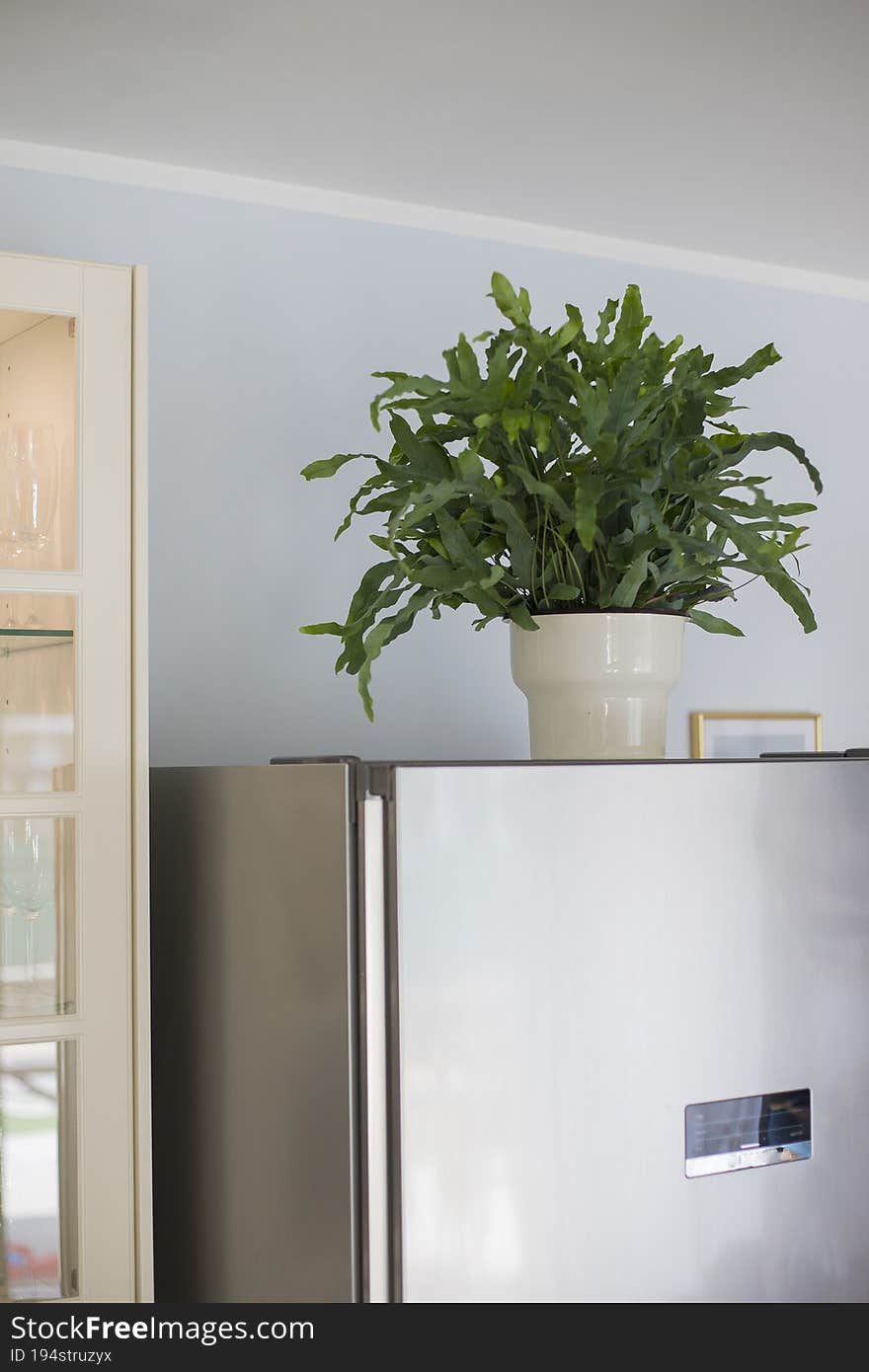 A plant of Blue Star fern Phlebodium aureum, a fancy houseplant, on top of the fridge in a kitchen. Vertical shot. A plant of Blue Star fern Phlebodium aureum, a fancy houseplant, on top of the fridge in a kitchen. Vertical shot