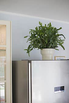 Blue Star Fern In A White Pot Over The Fridge In A Kitchen Royalty Free Stock Photos