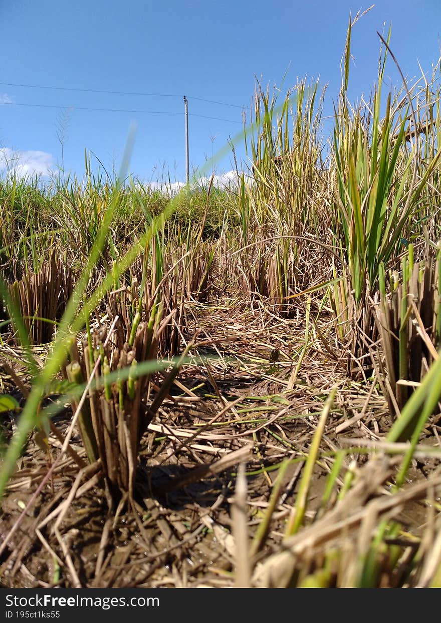 the harvested rice field at noon