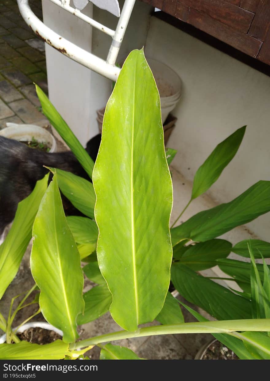 green leaves on the backyard