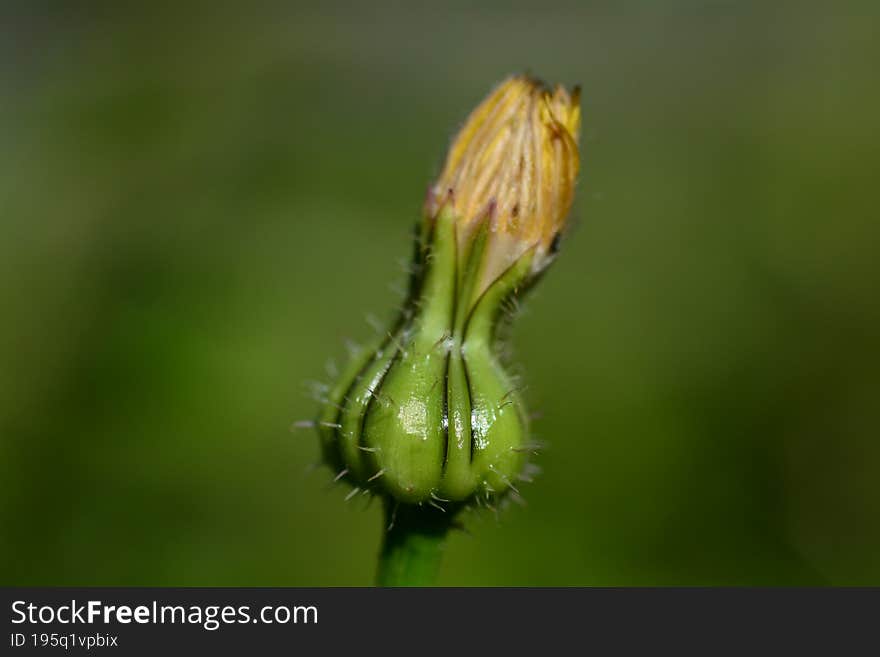 Malva flower  is a genus  in the family Malvaceae. English name mallow. The genus is widespread throughout the temperate, subtropi