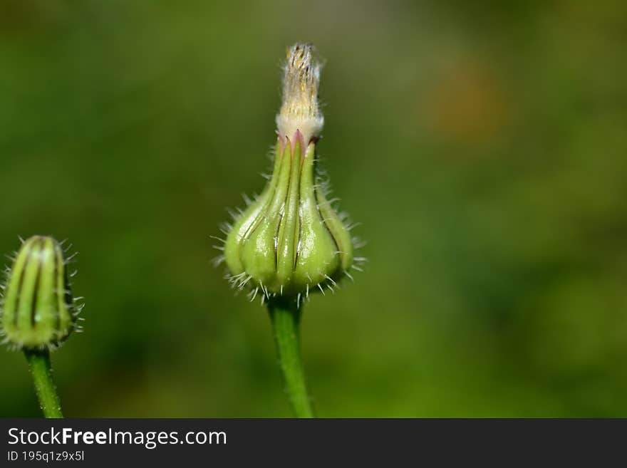 Malva Flower  Is A Genus  In The Family Malvaceae. English Name Mallow. The Genus Is Widespread Throughout The Temperate, Subtropi