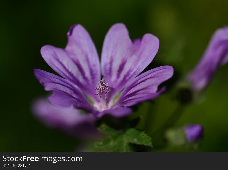 Malva flower  is a genus  in the family Malvaceae. English name mallow. The genus is widespread throughout the temperate, subtropi