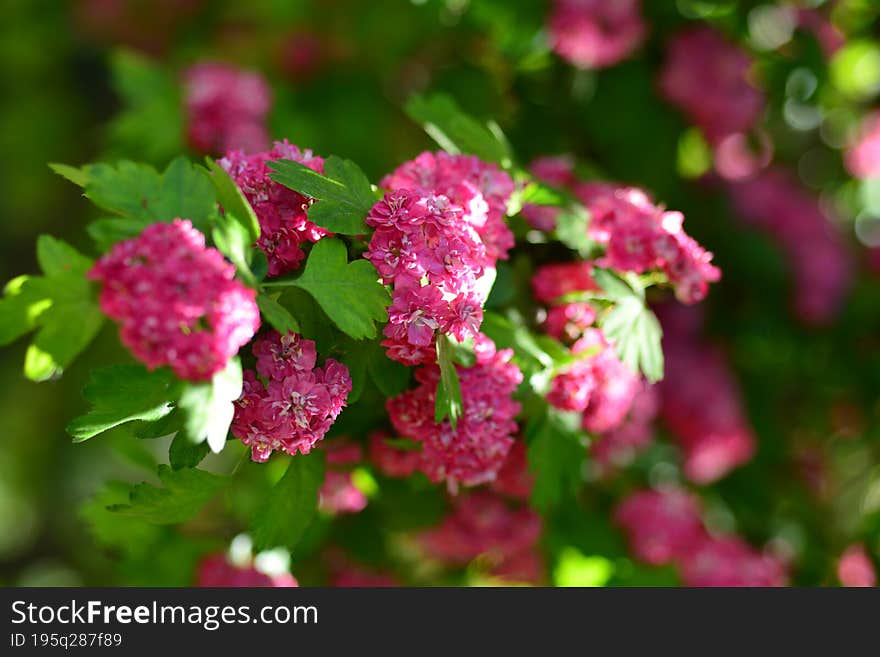 Crataegus laevigata, the Midland hawthorn, English hawthorn