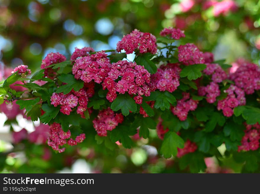 Crataegus Laevigata, The Midland Hawthorn, English Hawthorn