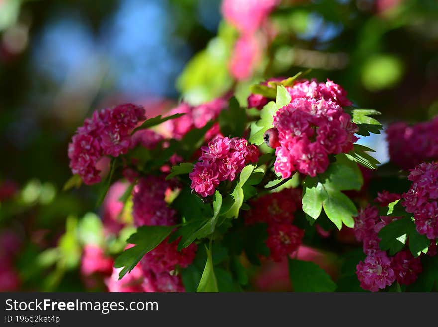 Crataegus laevigata, the Midland hawthorn, English hawthorn