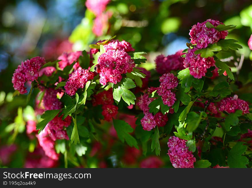 Crataegus laevigata, the Midland hawthorn, English hawthorn