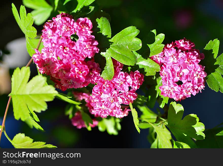 Crataegus laevigata, the Midland hawthorn, English hawthorn