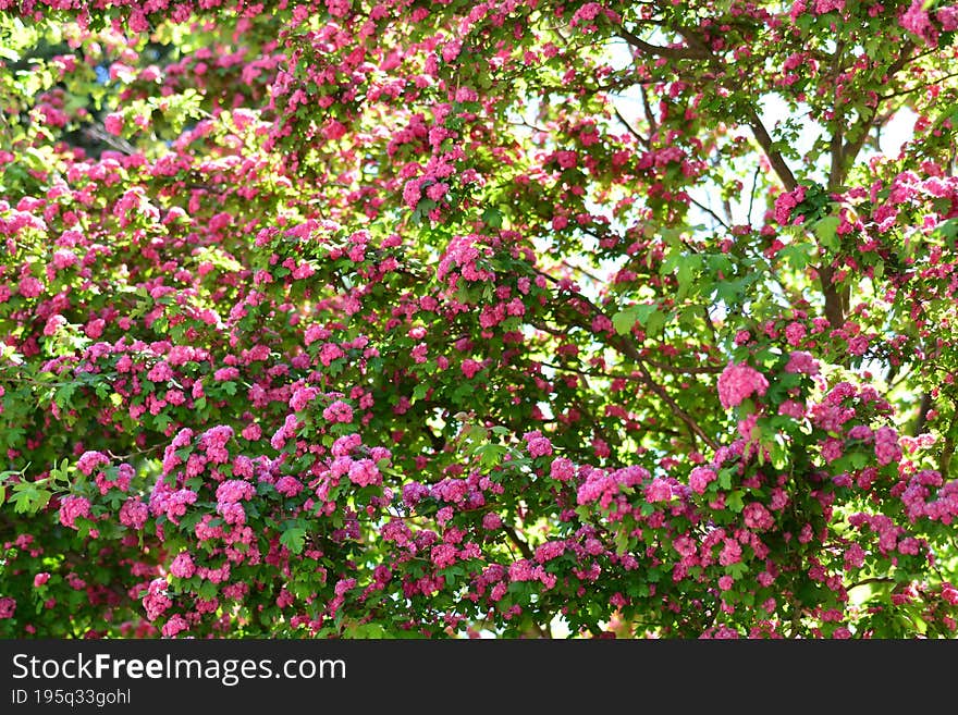 Crataegus laevigata, the Midland hawthorn, English hawthorn