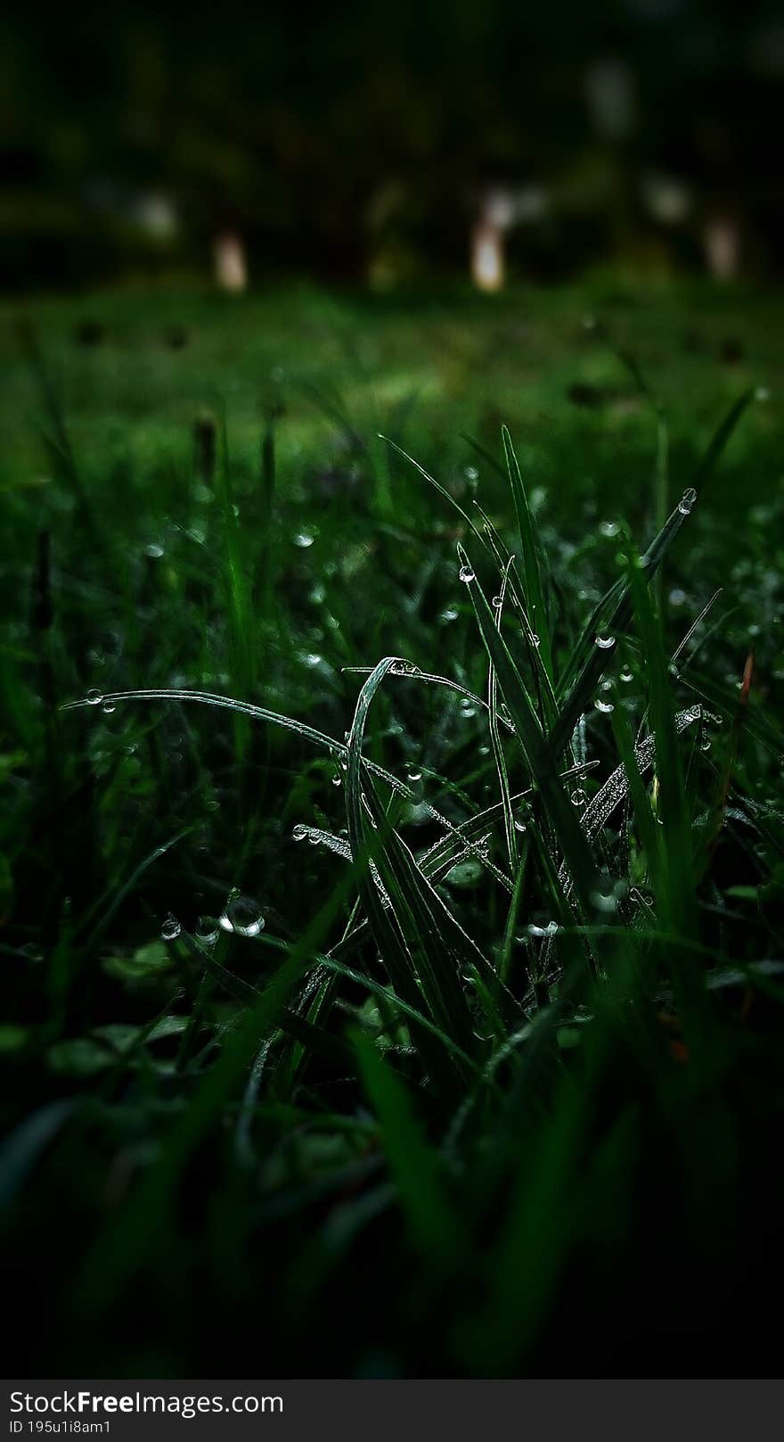 Rain Drop On Grass, Macrshot