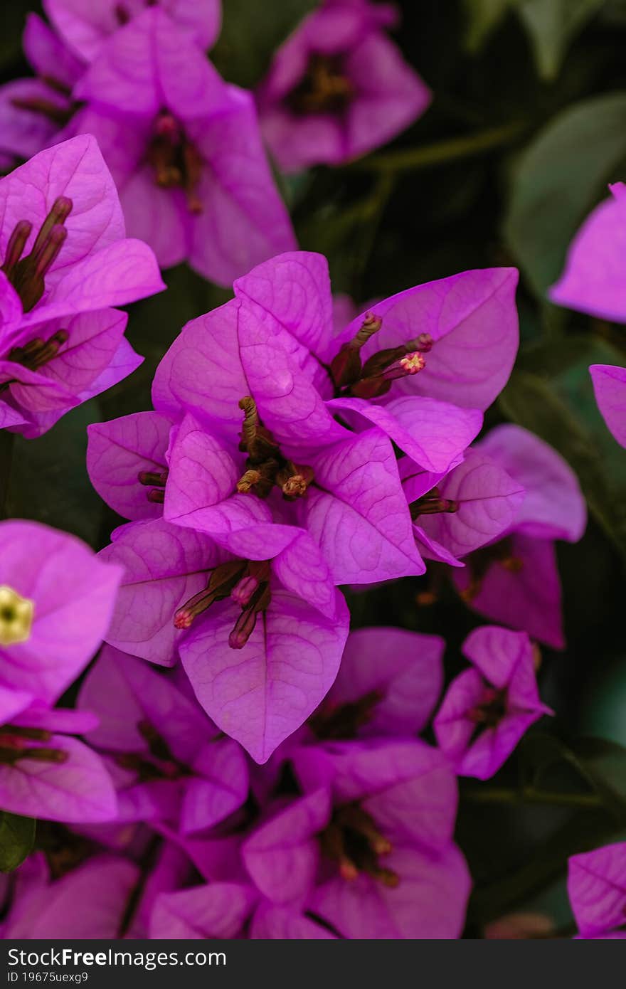 Purple Flowers