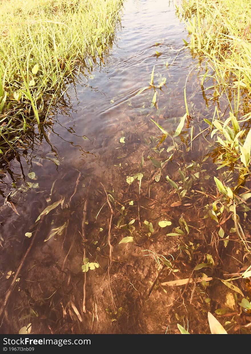 Fileds Pond Branch Water Agriculture