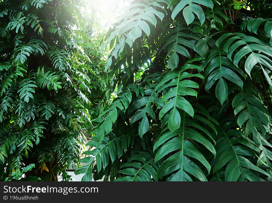 Epipremnum Pinnatum green leafs for the nature background.