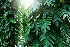 Epipremnum Pinnatum Green Leafs For Nature Background. Royalty Free Stock Images