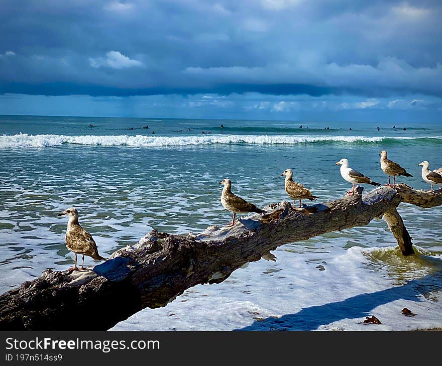 Unique Coastal Landscape With Seaguls On Driftwood!