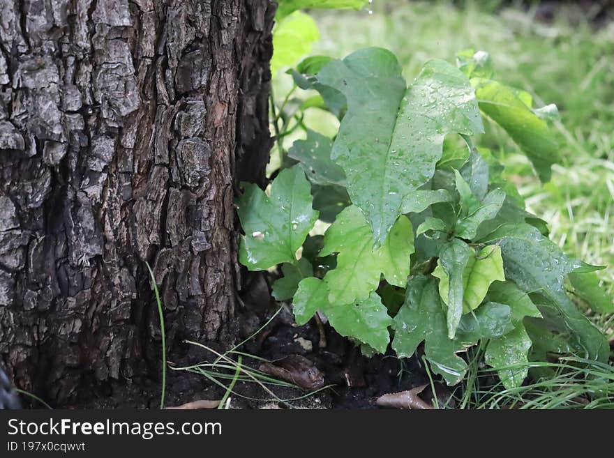 Tree On A Light Background With Grass