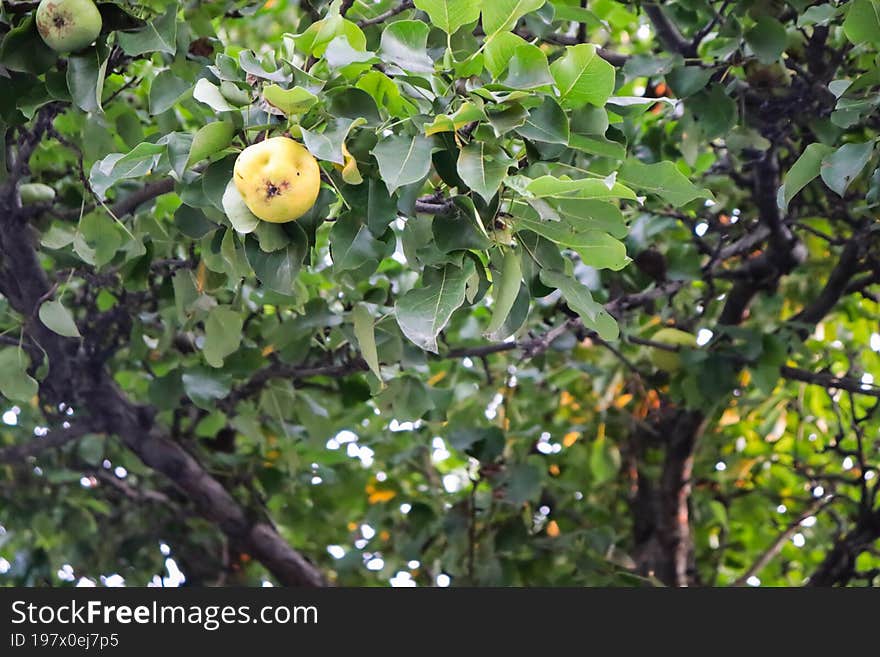 Pear tree on a light background