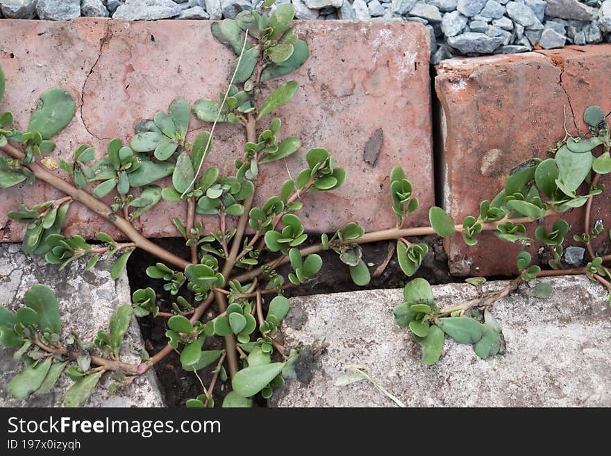 Light background, textures and a beautiful plant