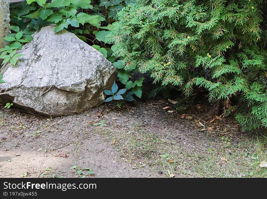 a large light stone, a large lush spruce grows nearby