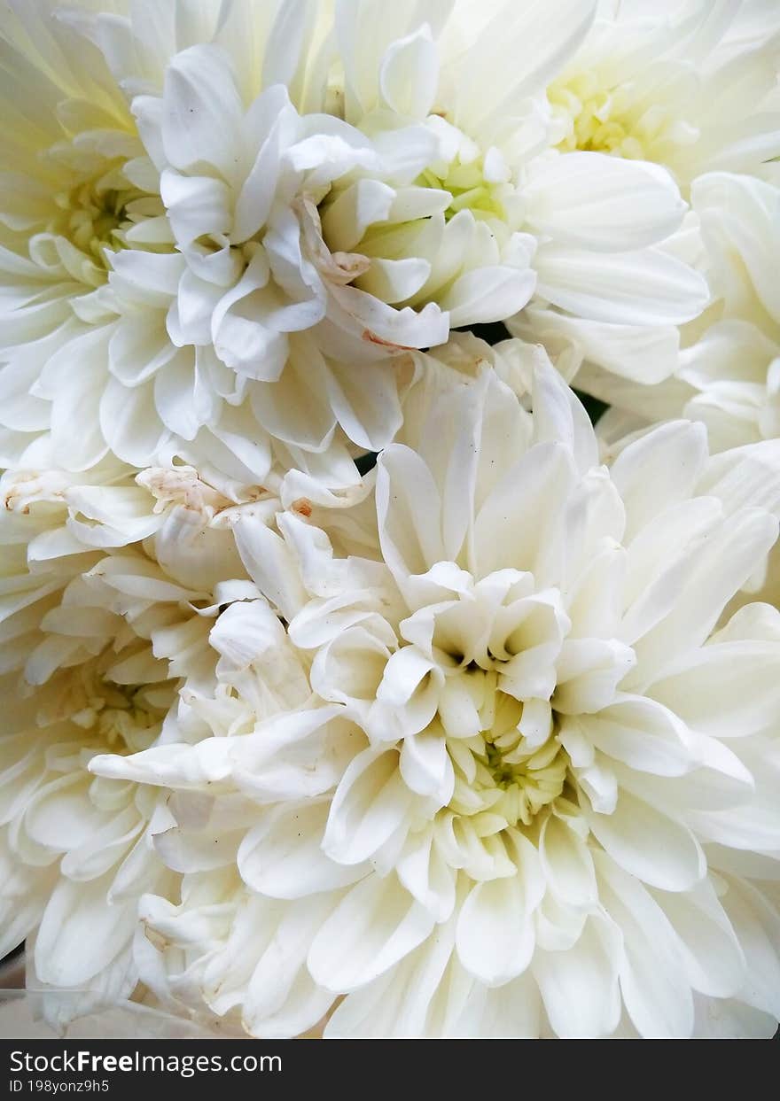 White Chrysanthemums & X28 Chrysanthemum& X29  Are Beautiful And Delicate Flowers