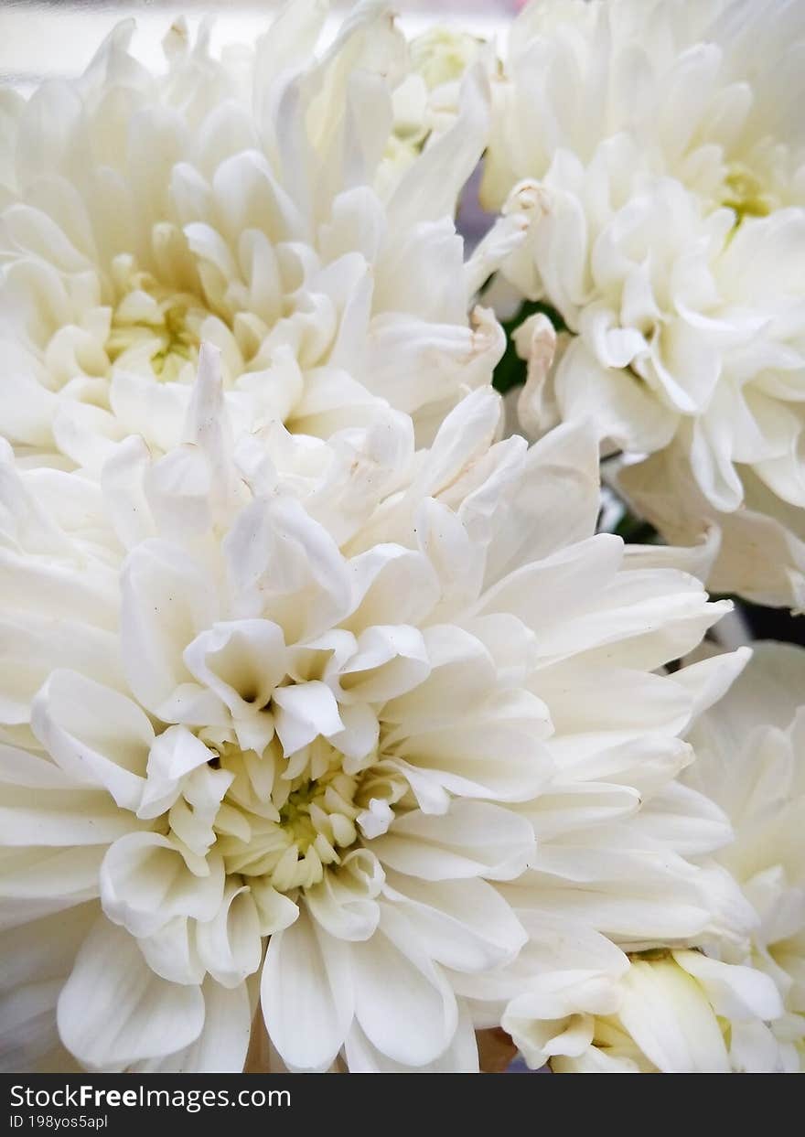white chrysanthemums & x28 Chrysanthemum& x29  are a genus of flowering plants from the aster family