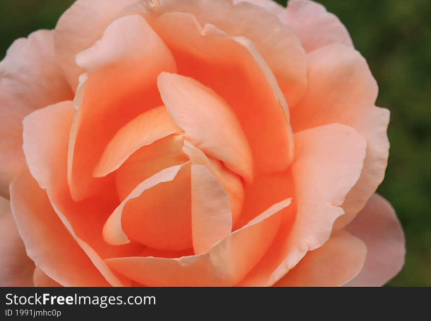 Rose Flower With Orange Petals