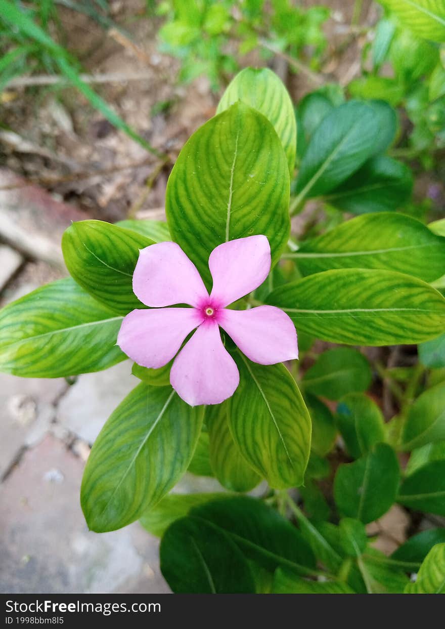 Pink Flower Bloom In A Home Garden In Summer With Green Leaves