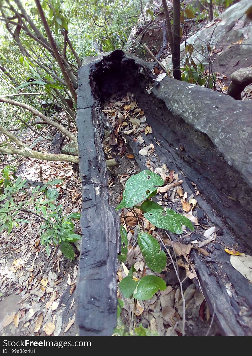 Old Died Kaluwara Tree In Srilwnkan Forest