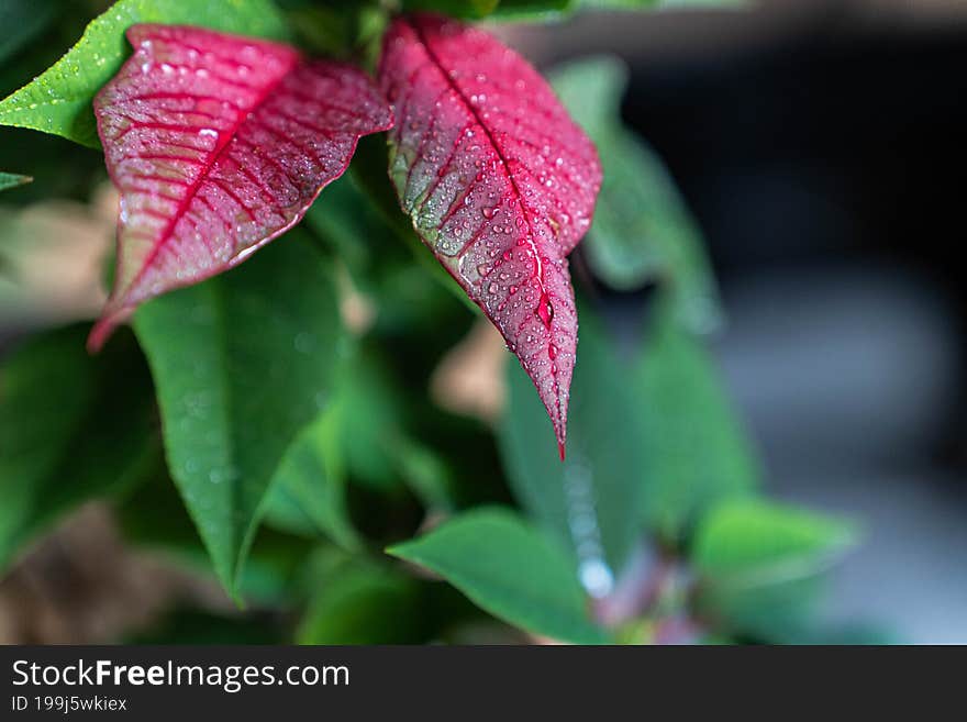 red leaves macro photo, dew