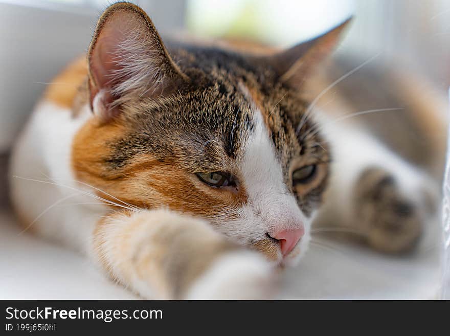 The sleeping cat, large portrait