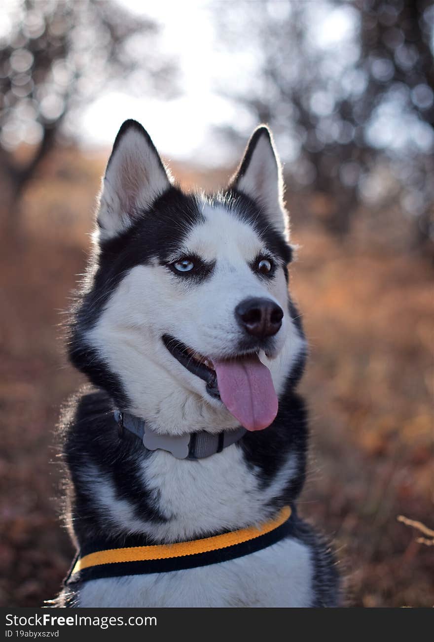 Portrait of a beautiful husky dog in the autumn park