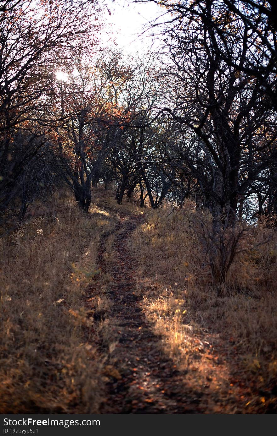 Beautiful autumn sunlight in the apple garden