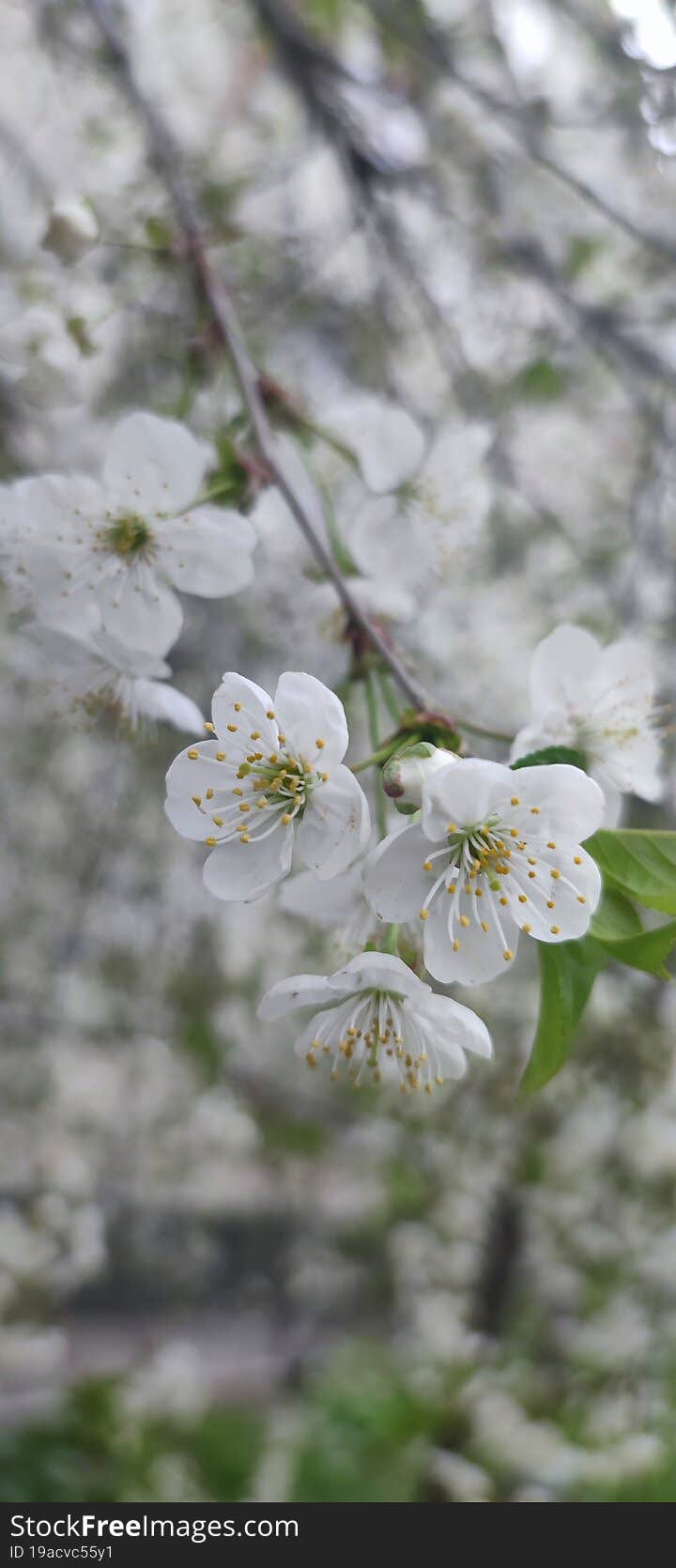 The cherry orchard is a nostalgic image, a symbol of beauty