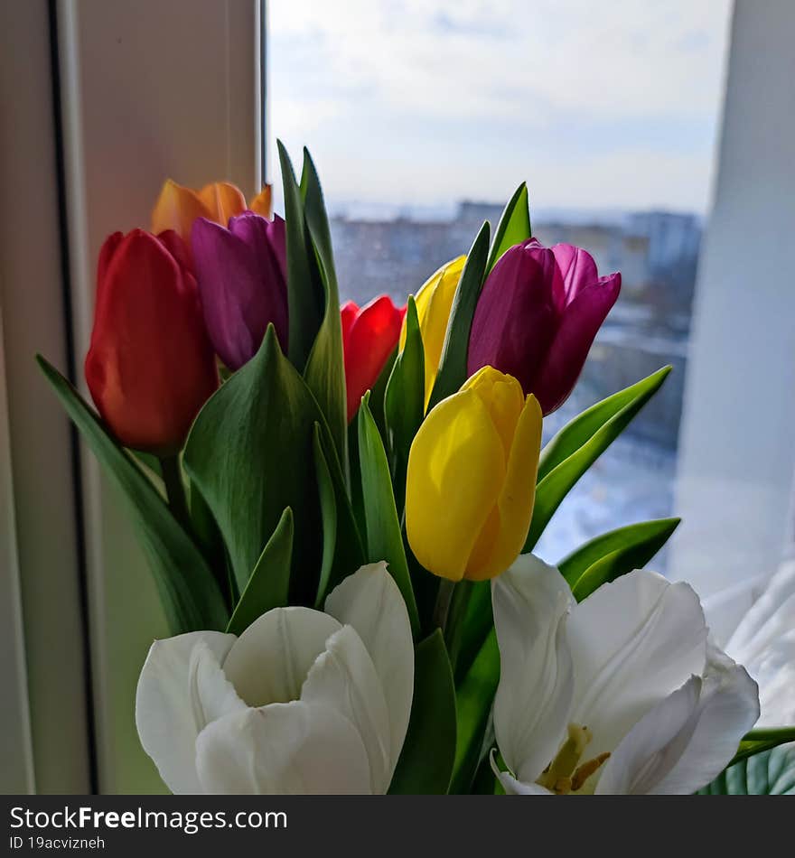 spring beauty flower- bright tulip