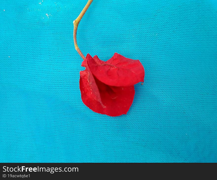 red bougainvillea flower, September 2022 in Kenya