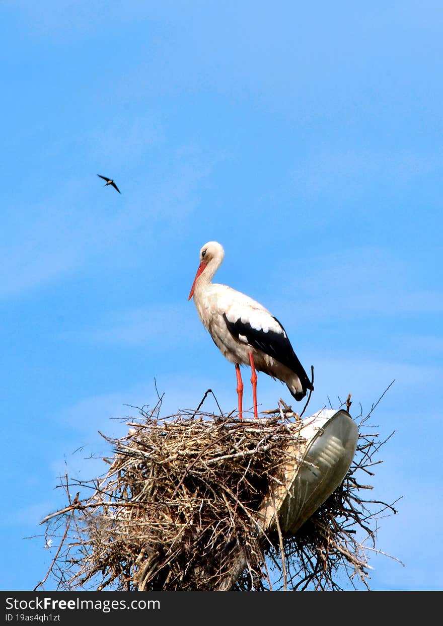 A stork stands in a nest against a blue sky.