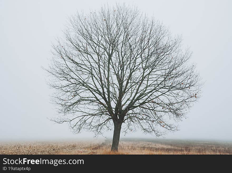 Tree in fog in wintertime