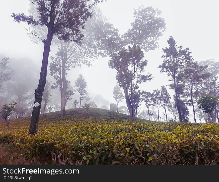 Ceylon tea estate Koslanda,Sri Lanka