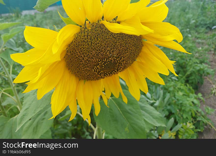 Sunflowers seed garden sun from Sakhalin