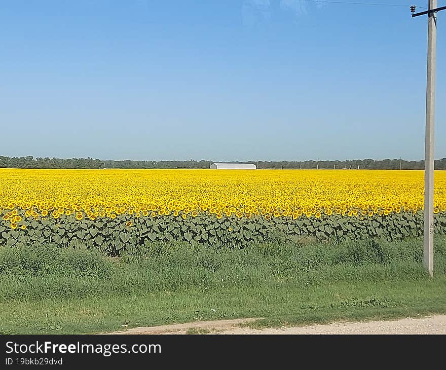 Yellow Sunflowers From Travel To Anapa