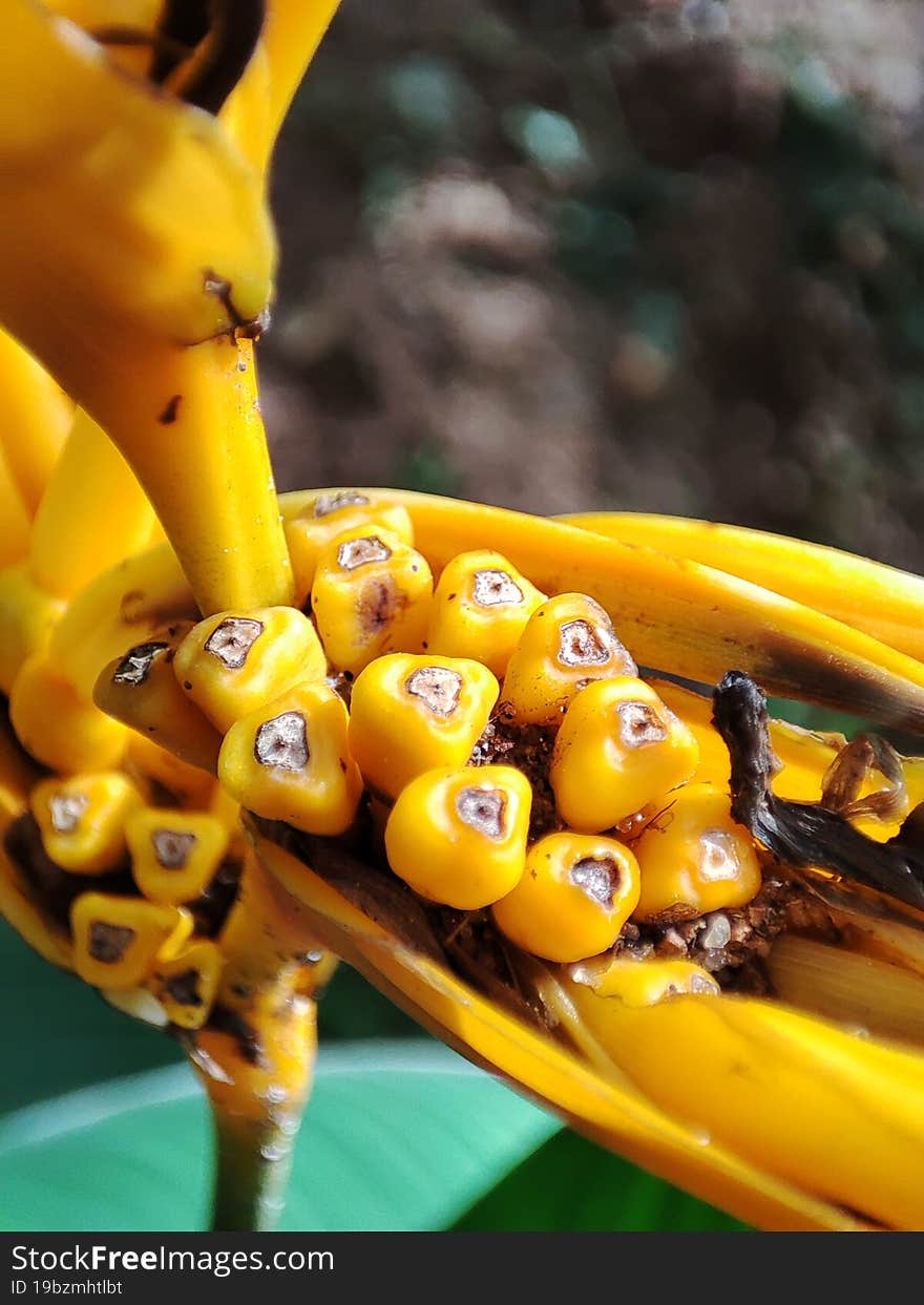 Yellow Antutium flower